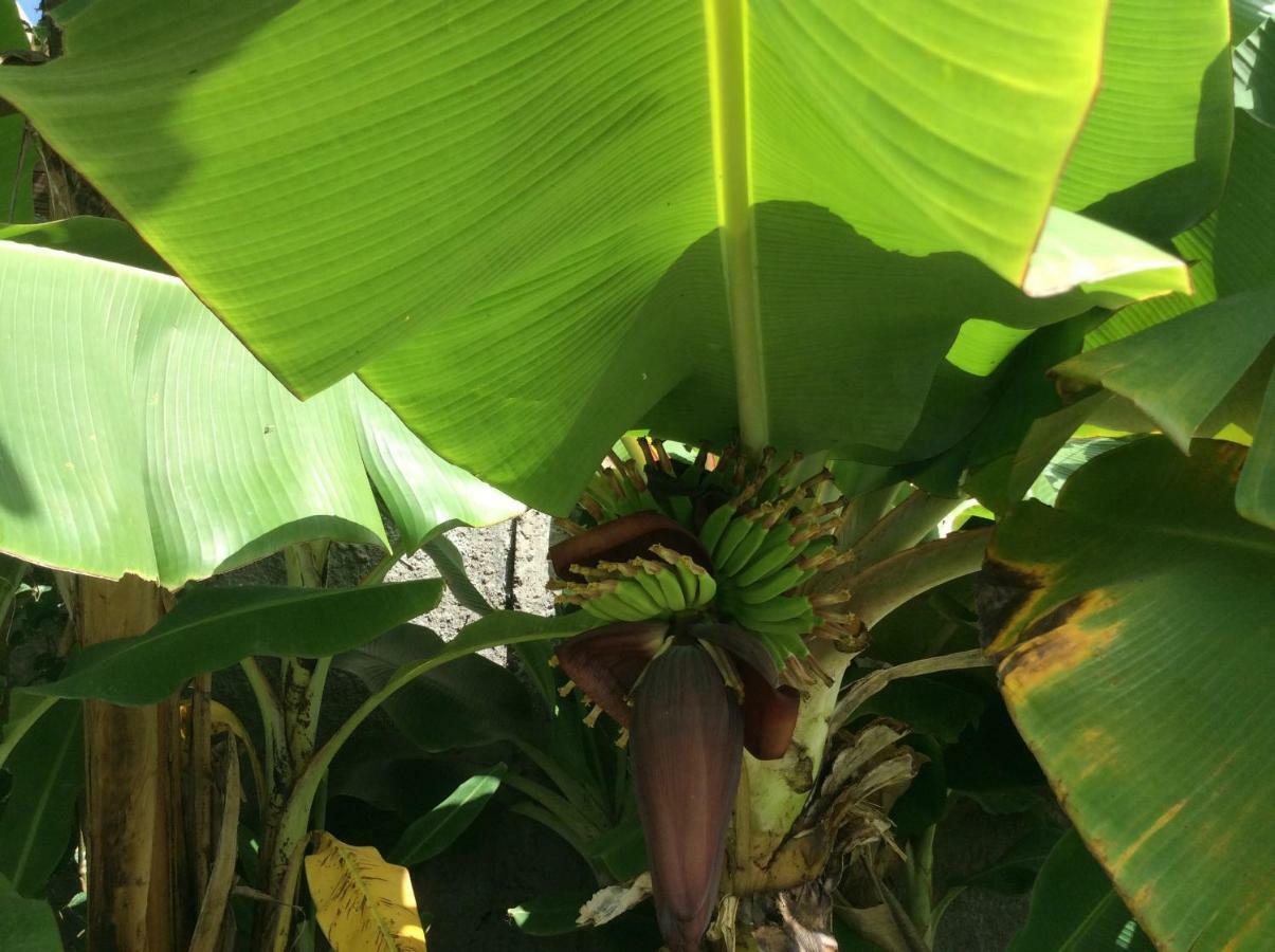 Gite Les Jardins D'Enoha Anse-Bertrand Esterno foto