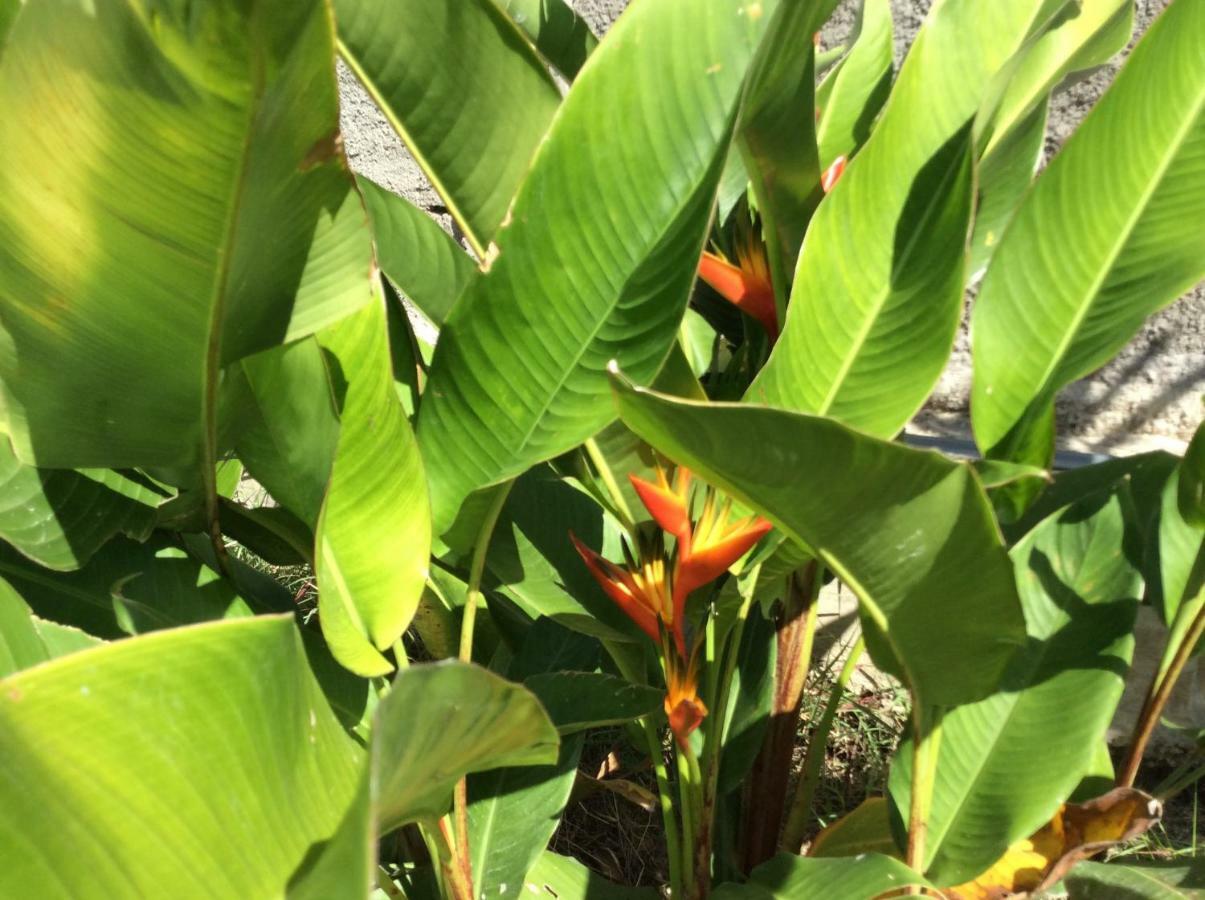 Gite Les Jardins D'Enoha Anse-Bertrand Esterno foto